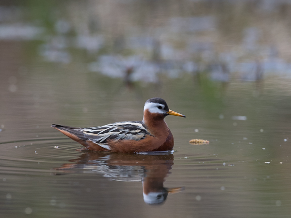 Isovesipääsky, Red Phalarope, Phalaropus fulicarius