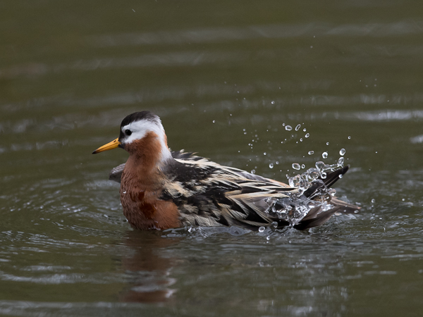 Isovesipääsky, Red Phalarope, Phalaropus fulicarius
