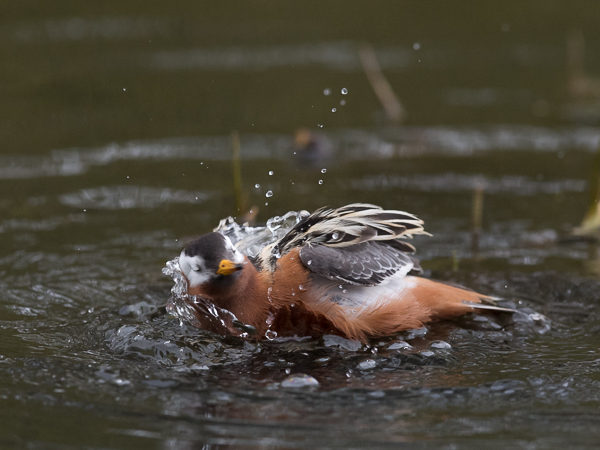 Isovesipääsky, Red Phalarope, Phalaropus fulicarius