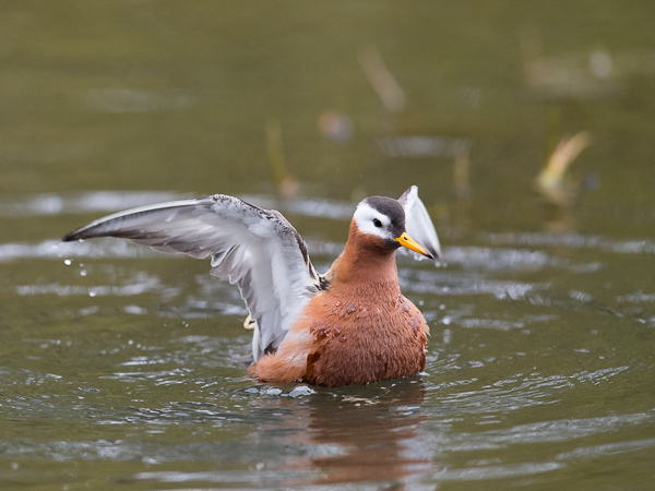 Isovesipääsky, Red Phalarope, Phalaropus fulicarius