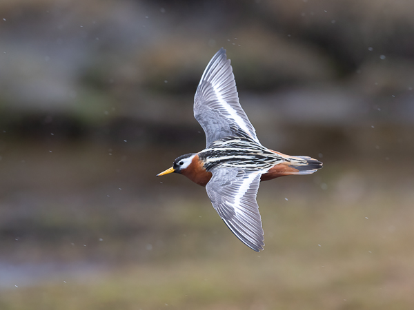 Isovesipääsky, Red Phalarope, Phalaropus fulicarius