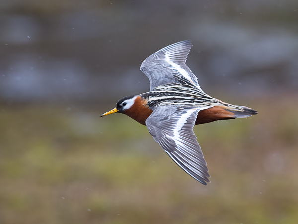Isovesipääsky, Red Phalarope, Phalaropus fulicarius