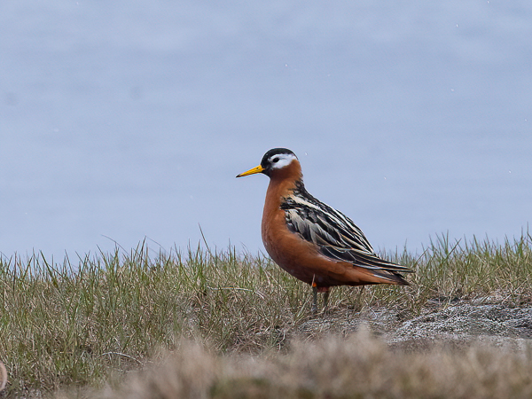 Isovesipääsky, Red Phalarope, Phalaropus fulicarius