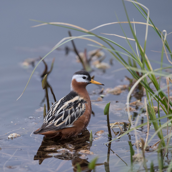 Isovesipääsky, Red Phalarope, Phalaropus fulicarius