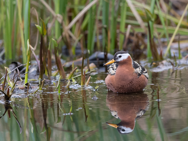 Isovesipääsky, Red Phalarope, Phalaropus fulicarius