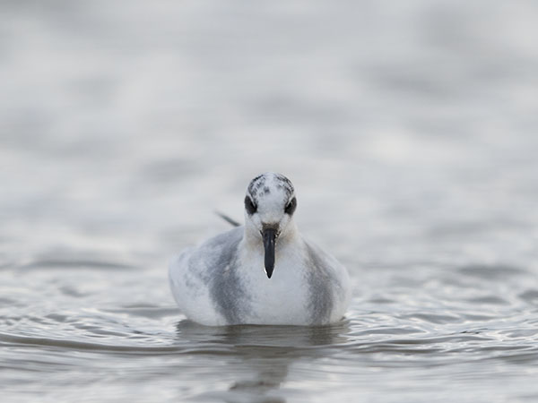Isovesipääsky, Red Phalarope, Phalaropus fulicarius