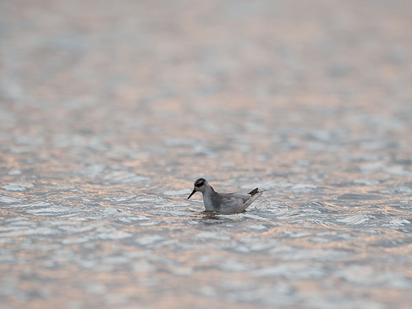 Isovesipääsky, Red Phalarope, Phalaropus fulicarius