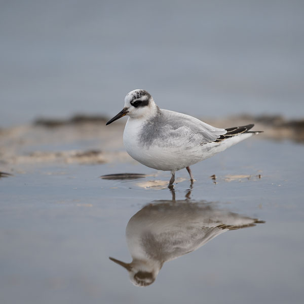 Isovesipääsky, Red Phalarope, Phalaropus fulicarius