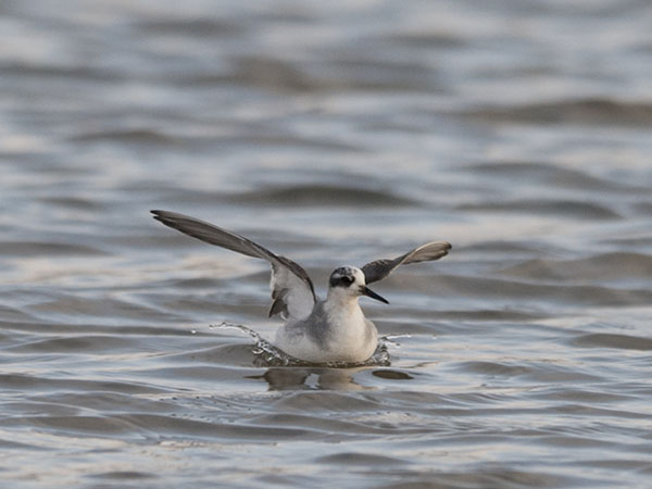 Isovesipääsky, Red Phalarope, Phalaropus fulicarius
