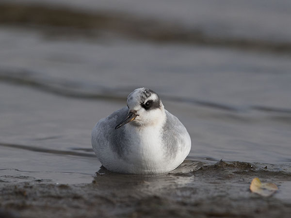 Isovesipääsky, Red Phalarope, Phalaropus fulicarius