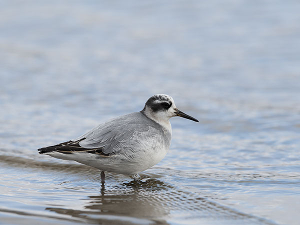 Isovesipääsky, Red Phalarope, Phalaropus fulicarius