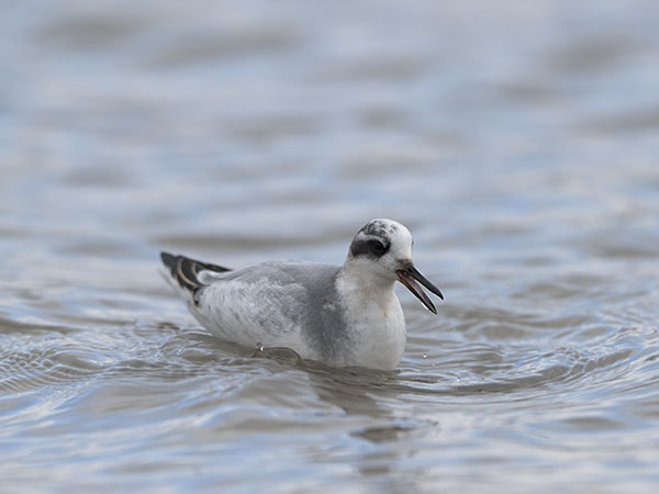 Isovesipääsky, Red Phalarope, Phalaropus fulicarius