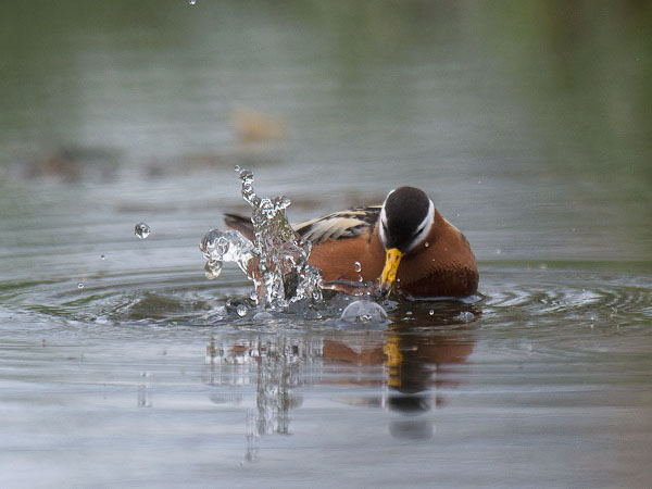 Isovesipääsky, Red Phalarope, Phalaropus fulicarius