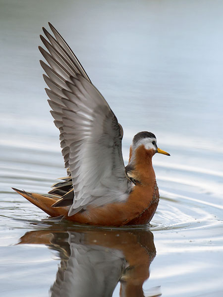 Isovesipääsky, Red Phalarope, Phalaropus fulicarius