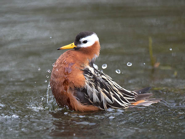 Isovesipääsky, Red Phalarope, Phalaropus fulicarius