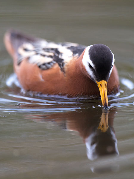 Isovesipääsky, Red Phalarope, Phalaropus fulicarius