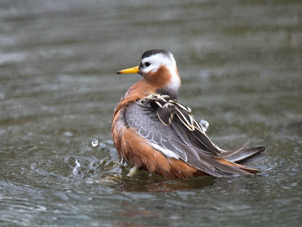Isovesipääsky, Red Phalarope, Phalaropus fulicarius