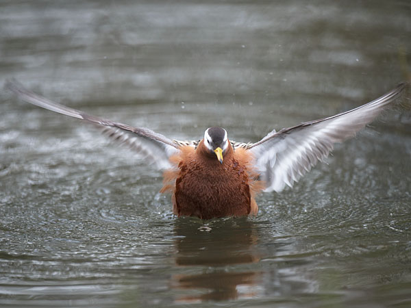 Isovesipääsky, Red Phalarope, Phalaropus fulicarius