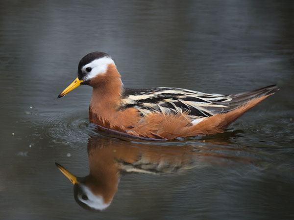 Isovesipääsky, Red Phalarope, Phalaropus fulicarius