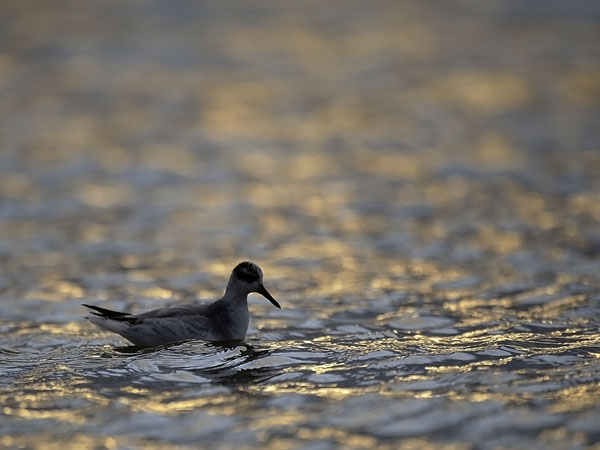 Isovesipääsky, Red Phalarope, Phalaropus fulicarius