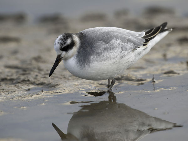 Isovesipääsky, Red Phalarope, Phalaropus fulicarius