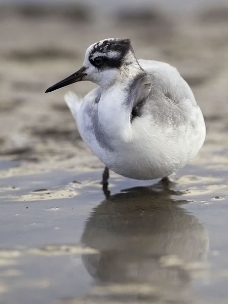 Isovesipääsky, Red Phalarope, Phalaropus fulicarius