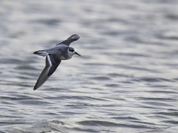 Isovesipääsky, Red Phalarope, Phalaropus fulicarius