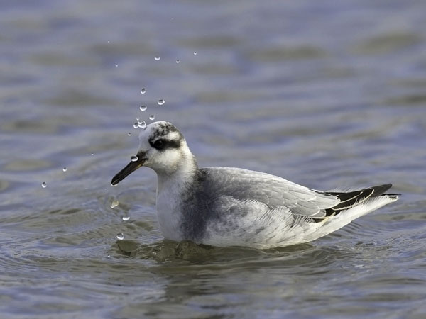 Isovesipääsky, Red Phalarope, Phalaropus fulicarius