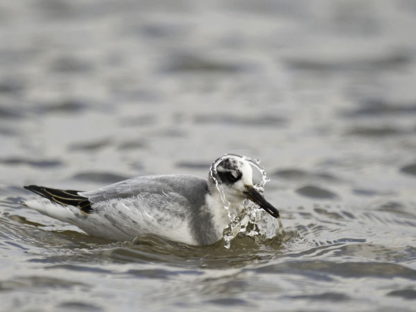 Isovesipääsky, Red Phalarope, Phalaropus fulicarius
