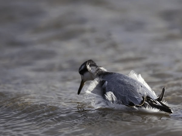 Isovesipääsky, Red Phalarope, Phalaropus fulicarius