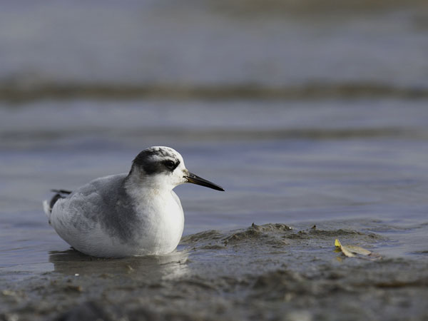 Isovesipääsky, Red Phalarope, Phalaropus fulicarius