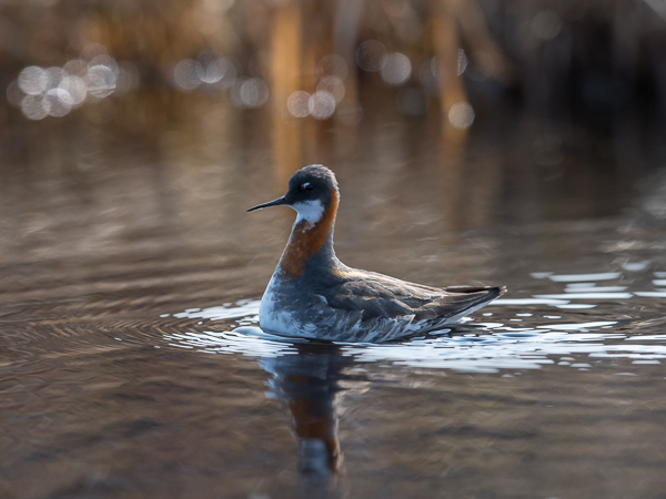 Vesipääsky, Red-necked Phalarope, Phalaropus lobatus