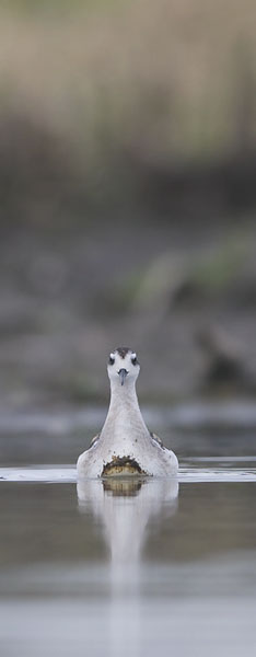 Vesipääsky, Red-necked Phalarope, Phalaropus lobatus