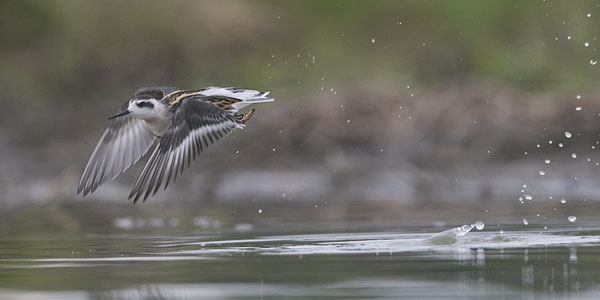 Vesipääsky, Red-necked Phalarope, Phalaropus lobatus