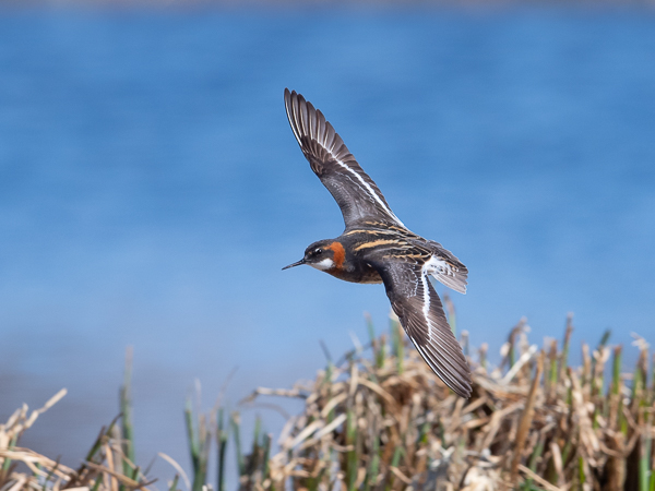 Vesipääsky, Red-necked Phalarope, Phalaropus lobatus