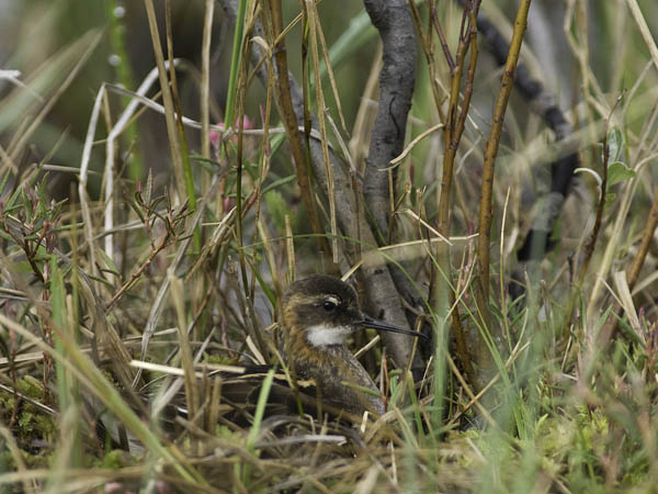 Vesipääsky, Red-necked Phalarope, Phalaropus lobatus