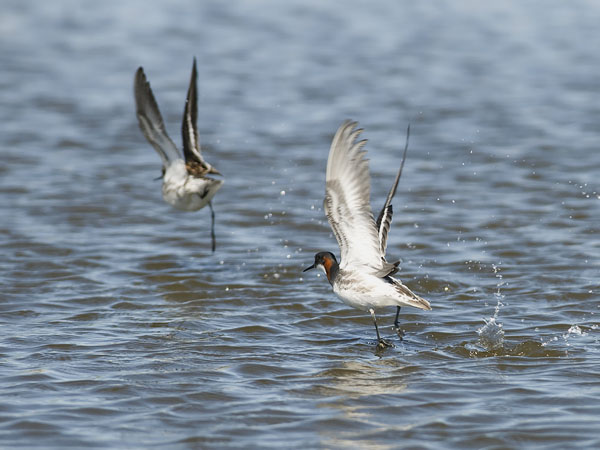 Vesipääsky, Red-necked Phalarope, Phalaropus lobatus