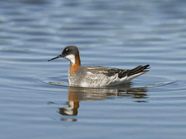 Vesipääsky, Red-necked Phalarope, Phalaropus lobatus