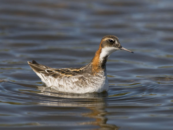Vesipääsky, Red-necked Phalarope, Phalaropus lobatus