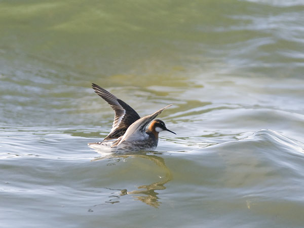 Vesipääsky, Red-necked Phalarope, Phalaropus lobatus