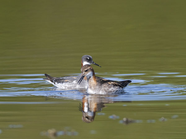 Vesipääsky, Red-necked Phalarope, Phalaropus lobatus