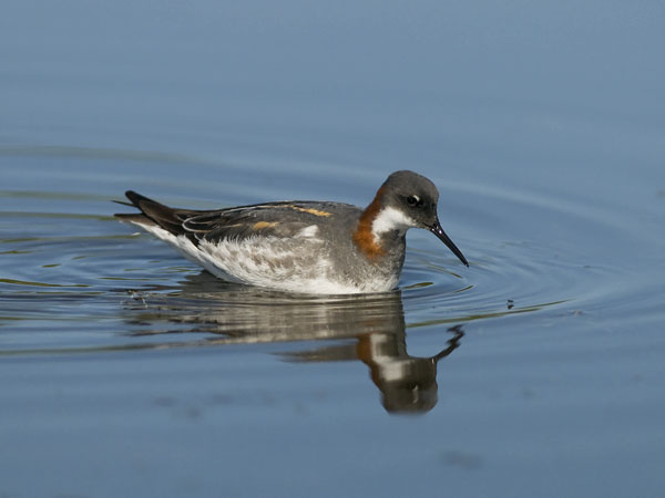 Vesipääsky, Red-necked Phalarope, Phalaropus lobatus
