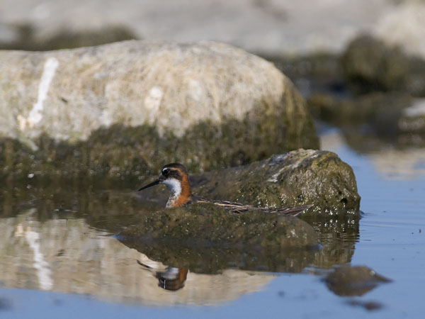 Vesipääsky, Red-necked Phalarope, Phalaropus lobatus