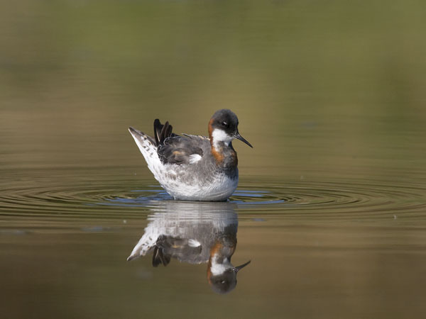 Vesipääsky, Red-necked Phalarope, Phalaropus lobatus
