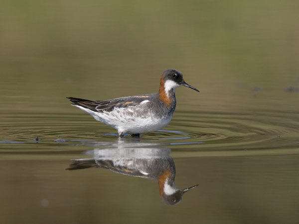 Vesipääsky, Red-necked Phalarope, Phalaropus lobatus