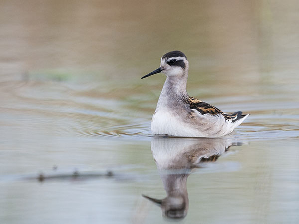 Vesipääsky, Red-necked Phalarope, Phalaropus lobatus