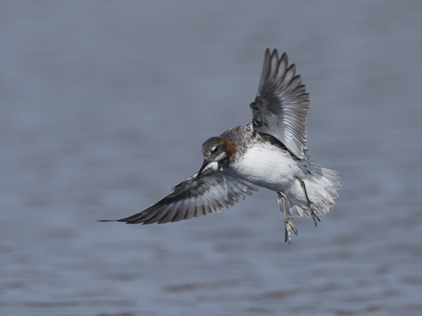 Vesipääsky, Red-necked Phalarope, Phalaropus lobatus