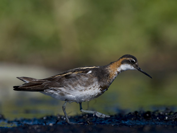 Vesipääsky, Red-necked Phalarope, Phalaropus lobatus