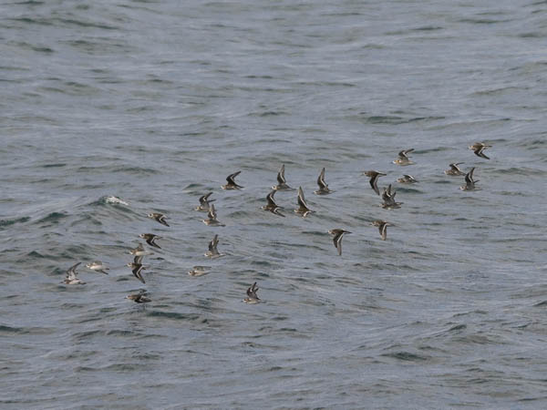 Vesipääsky, Red-necked Phalarope, Phalaropus lobatus