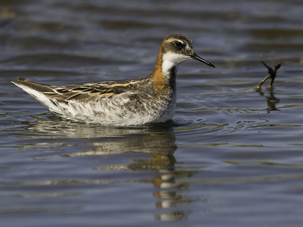 Vesipääsky, Red-necked Phalarope, Phalaropus lobatus